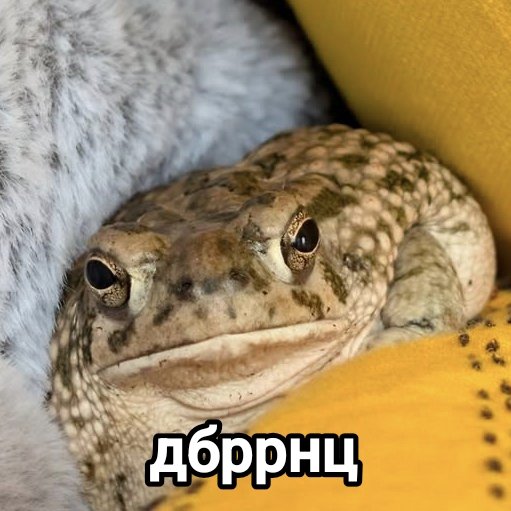 devby's tweet photo. Серада 🐸 https://t.co/ZZvKEWFDeM