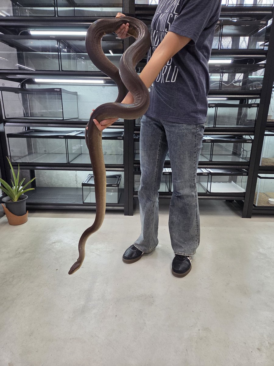 sakuda929's tweet photo. 【在庫生体紹介】
オリーブパイソン
hetアルビノ

アダルト♂️

498,000円

中継販売可能！

遠方のお客様でも各種カード決済、PayPay、お振り込み、ペットローン対応しております！

お問い合わせお待ちしております✨

#福岡
#爬虫類
#爬虫類ショップ
#ボールパイソン
#フトアゴヒゲトカゲ https://t.co/fkd02aDLkQ