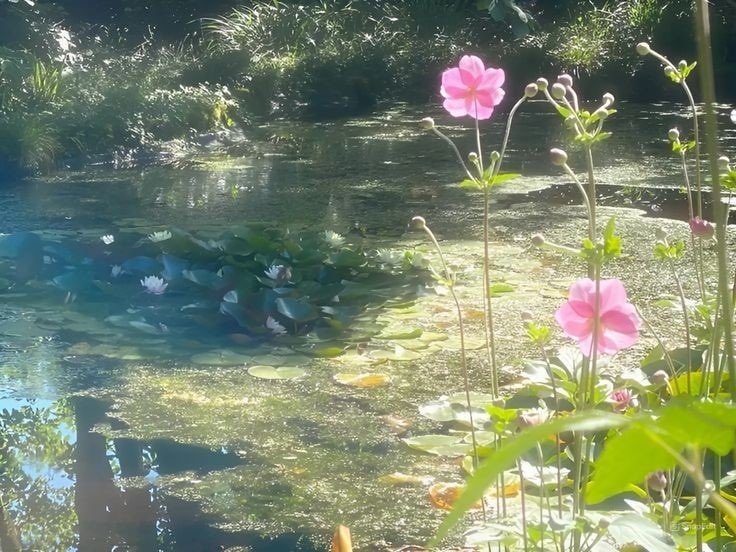 _Naturaee's tweet photo. serenity in nature https://t.co/UmJTeqCdZj