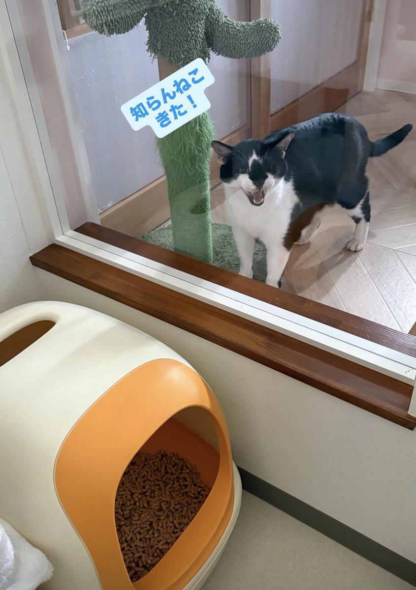あほねこ 別室だけど、よろしくねトッポ兄さん