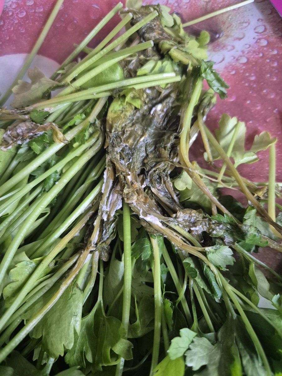 fangabean's tweet photo. @Morrisons Bought this parsley from your Chadwell Heath store yesterday and it's absolutely rotten
 inside 🤢 now my poor bunny can't have his favourite breakfast! https://t.co/10cP7jXwUb