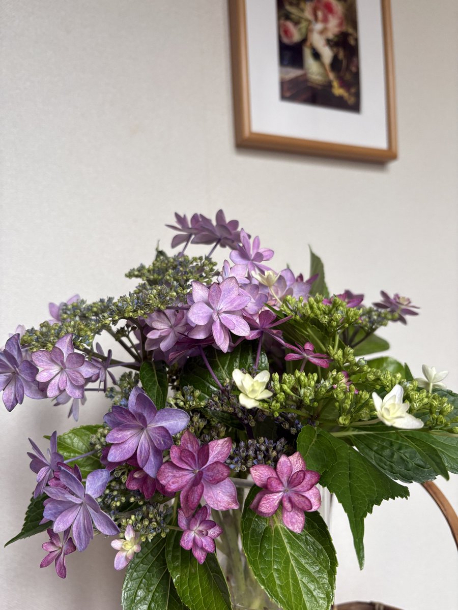 mayumamako's tweet photo. 庭の紫陽花 https://t.co/FFRzsYFcur