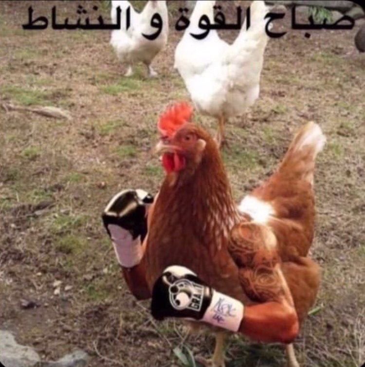 77 tweet media