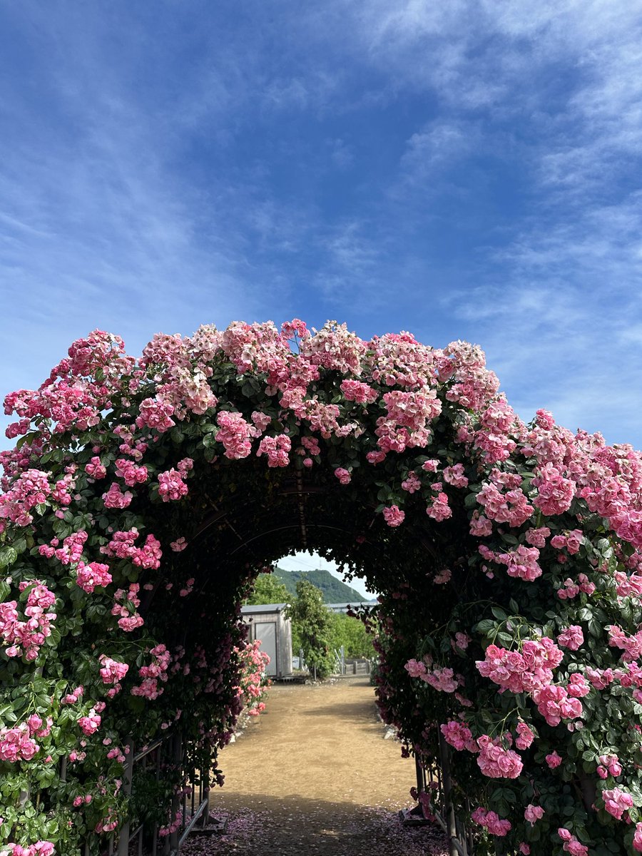 a2a2a5a0's tweet photo. 仕事が予定よりかなり早く終わって帰り道の途中で今年もバラ公園。 https://t.co/gCPyOVoWar