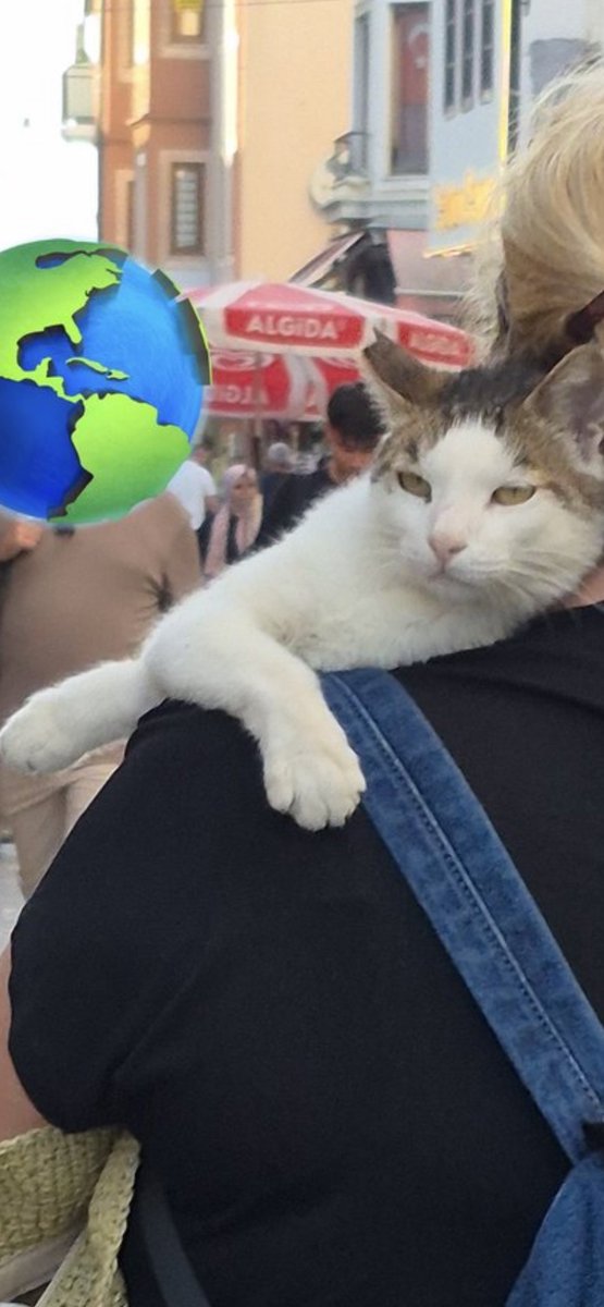 eedaavcii's tweet photo. Kedi: ok https://t.co/kKHTBbT2Rg