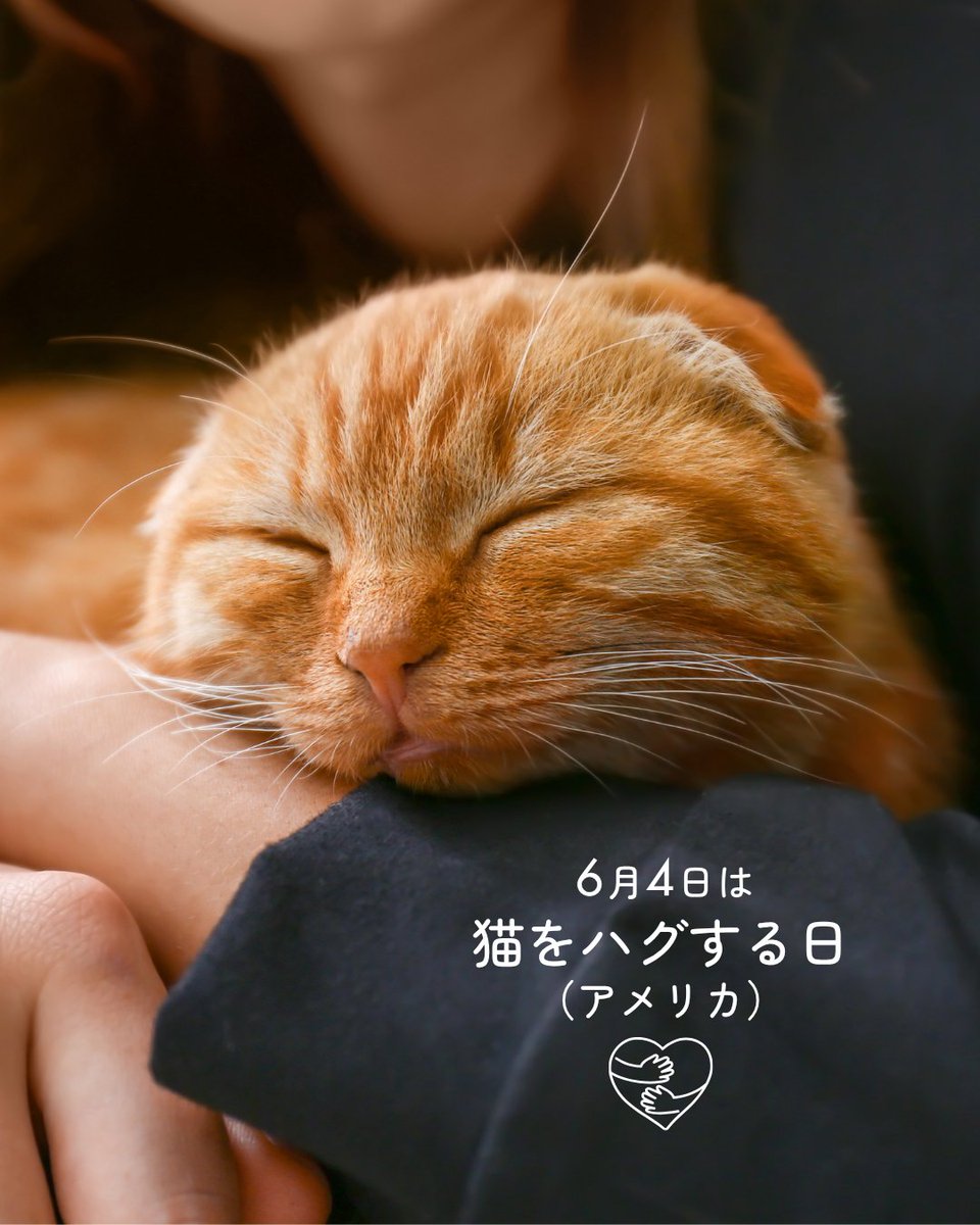 mapple_nyapple_'s tweet photo. 6月4日は #猫をハグする日（アメリカ）Hug Your Cat Day！ハグするもよし、吸うもよし、遊ぶもよし、にゃんこにありがとうを伝える日です☺️ https://t.co/KanNEtt2Cl