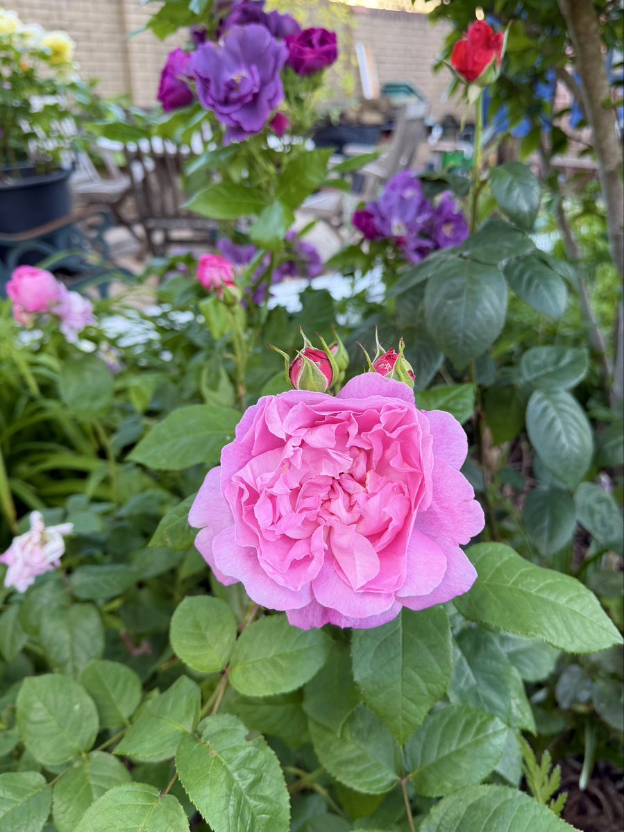 PotteringPolly's tweet photo. Welcome back ‘Mary Rose’ &amp; your friend ‘Rhapsody in blue’ in the background 🩷💜🩷💜🩷💜
#RoseWednesday #roses #bloomscrolling https://t.co/o6pPpBEWvw