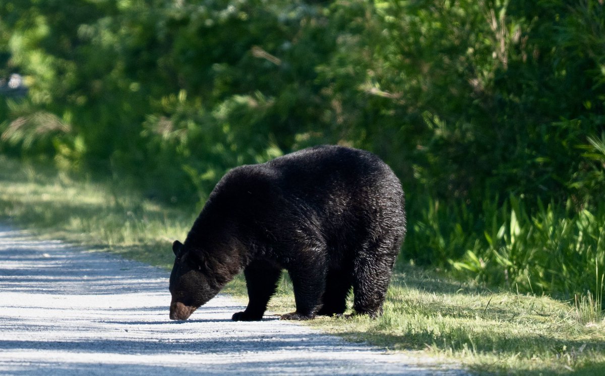 NoZoup's tweet photo. Saw a bear at alligator river reserve in NC.  Obviously got out to take photos. https://t.co/mTrjitYDwY