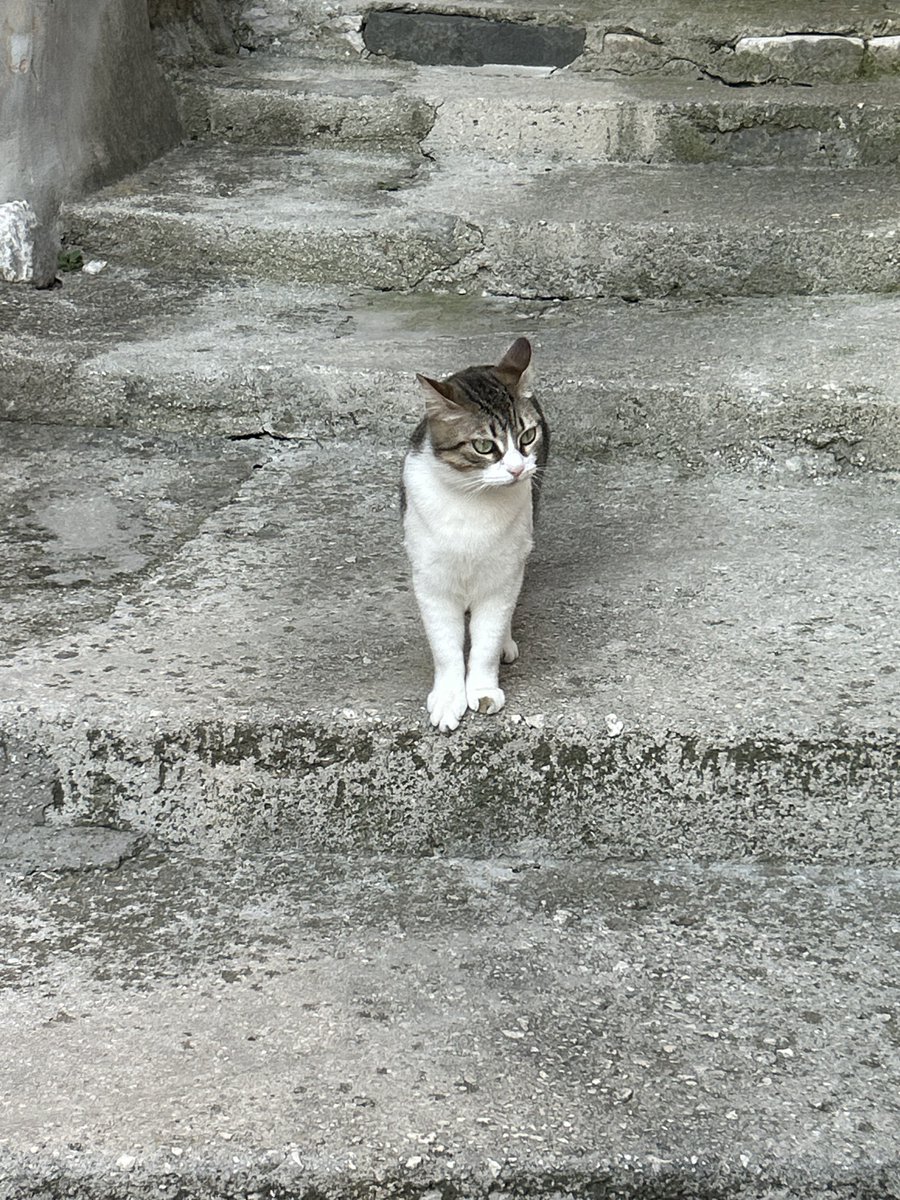 timelessflo's tweet photo. Una diva 🐱 https://t.co/5fYUwpcp47
