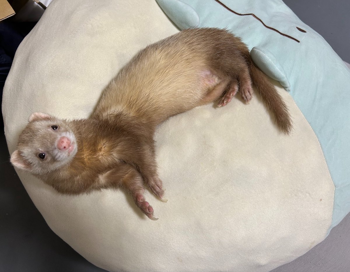 cinnamo606's tweet photo. 名前を呼んだら駆け寄ったり、気づいたら私の隣で寝てたり。可愛いところがいっぱいで、私の方が幸せにしてもらっていました。
3年前リンパ腫になってから、辛い思いもいっぱいさせちゃったね。それでもここまで頑張って生きててくれててありがとう。
1人と1匹暮らしで寂しい思いもさせちゃったね。→ https://t.co/8mVgsZyP4j