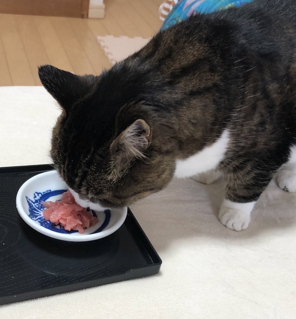 kohtohbu's tweet photo. @ZEROyamaken 二十歳のお誕生日😼🐟本マグロはむはむ、幸せな思い出です。 https://t.co/qVPyj0cLuT