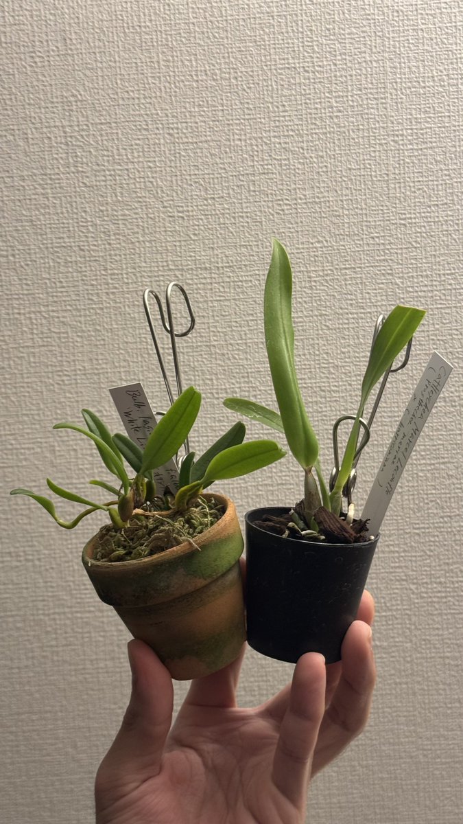 kosorcd_p's tweet photo. 明日から蘭展なのにヤフオクで落札
高橋洋ラン園さんから手乗り2株🤲

咲くと良いな。

出店者の方々は台風大丈夫だっただろうか。明日楽しみ。

Bulbophyllum lasiochilum f.album 'White Lion' 　 
Cattleychea Marcel Lecoufle (Prosthechea mariae x Cattleya harrisoniana) https://t.co/DXs0Ct4Sme