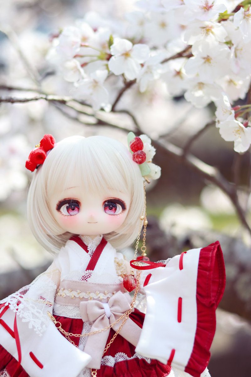 1GliQ1ZBJl48731's tweet photo. 桜が綺麗な時期に撮った呑ちゃん✨
MIMIELさん、8周年おめでとうございます🎉
かわいいウィッグ、ありがとうございます!
#mimiel_8th https://t.co/BvdgChvJ6O