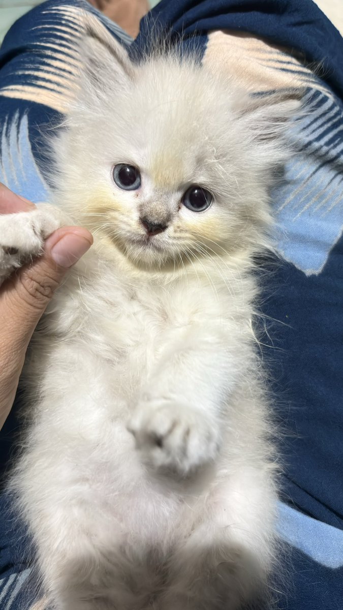 mcfluwriy's tweet photo. Onti ongkel kali aja ada yang mau adopsi (bermahar). Udah pinter pup pip di lt box. Domisili Karawang ^^ https://t.co/aKfSmsMu5F