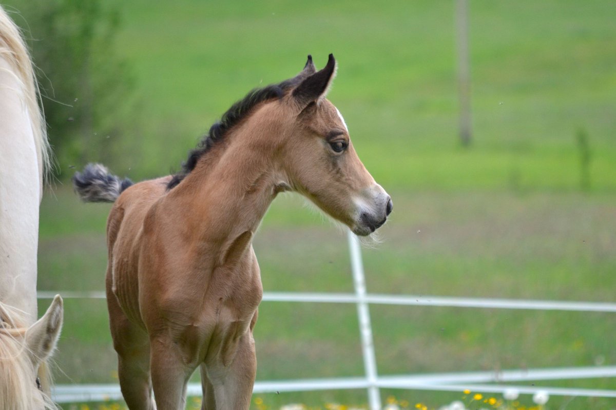 ehorses_com's tweet photo. Elegant Buckskin Quarter Horse Mare π with a gentle nature, perfect for your riding journey! β¨
π https://t.co/CcmWf7VNRC
#ehorses #americanquarterhorse #westernhorses #mare #buckskin #horselove #horse #horses #horselover #foundonehorses https://t.co/1HImc3ZbKI