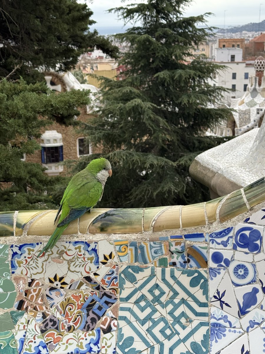 sinemmerpez's tweet photo. @alpertuydes Geçen hafta Utrecht’te gördüm, çok şaşırdım. Fotoğraf da geçen seneden, Park Güell. En çok ispanyada gördüm diyebilirim https://t.co/Hayt6CL5cH