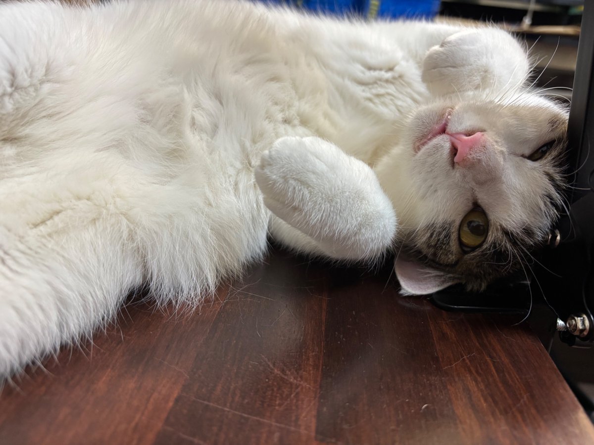 LS13524's tweet photo. 🐈 https://t.co/5wZPSrhXh5