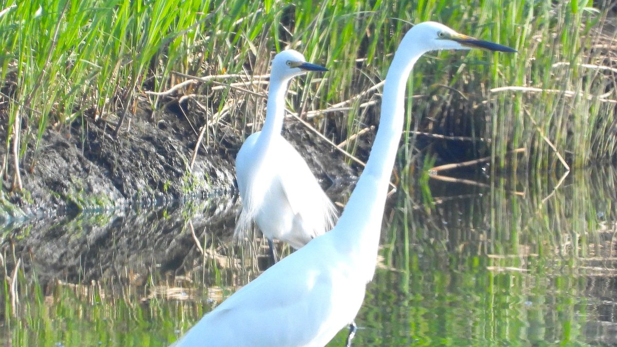 seen0600tw's tweet photo. ダイサギ、チュウサギ、コサギ、アマサギ。白サギも年々増えてるね。アマサギは２羽いた。＠宗谷 https://t.co/OWtzdC0TPD