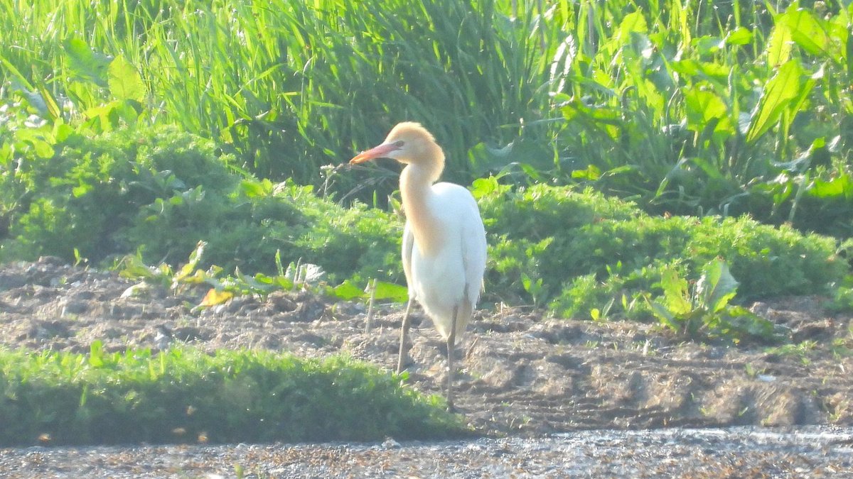 seen0600tw's tweet photo. ダイサギ、チュウサギ、コサギ、アマサギ。白サギも年々増えてるね。アマサギは２羽いた。＠宗谷 https://t.co/OWtzdC0TPD