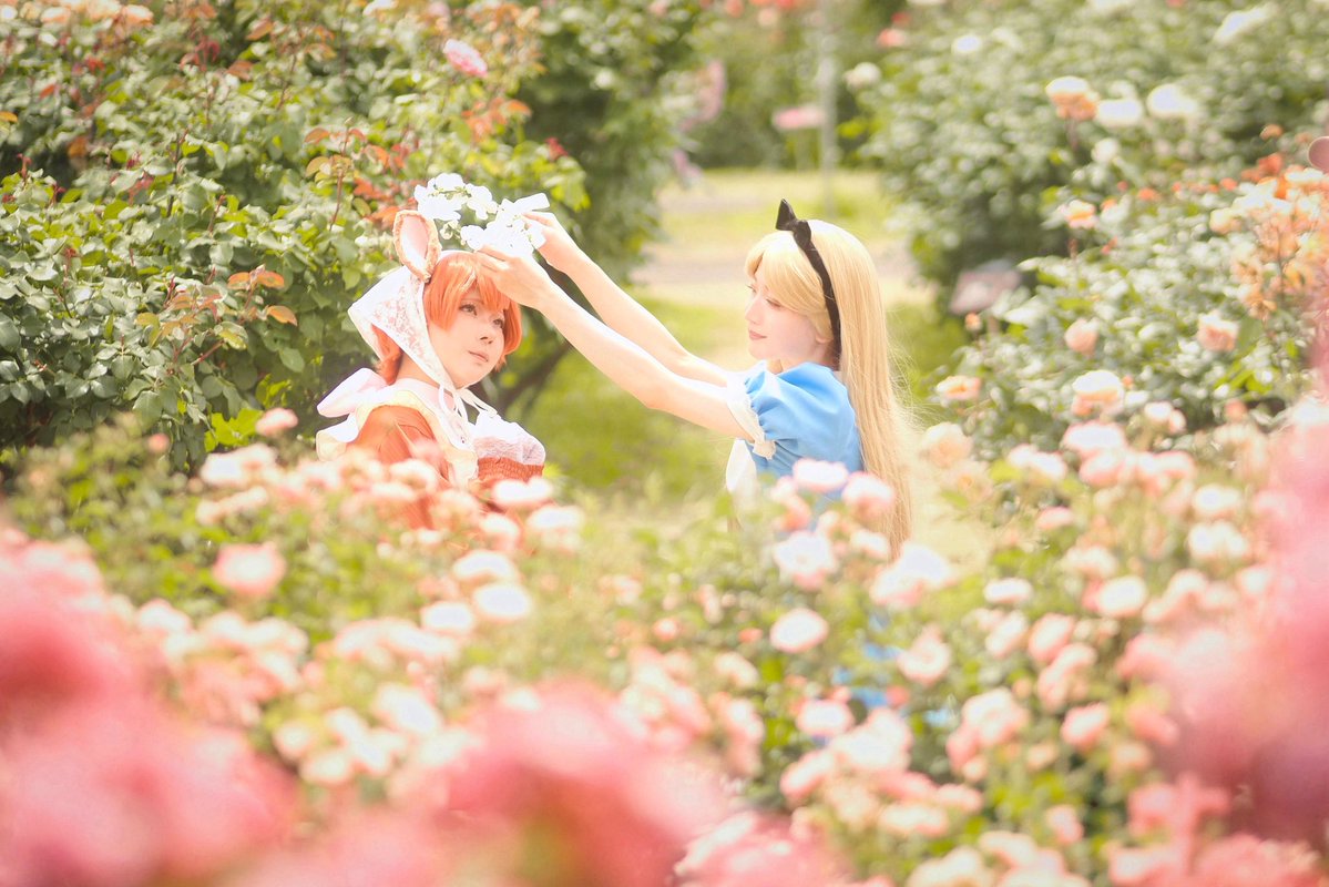 omame_cos01's tweet photo. ［仮装/ｱﾘｽ］
❁.｡.:*:.｡.✽.｡.:*:.｡.❁.｡.:*:.｡.✽.｡.:*:.｡.❁

やわらかな光に包まれて

🩵:おまめ
🐈:ぽてたん（@pote_ta_n ）
📷:ず〜さん（@oreorepanda1 ）

❁.｡.:*:.｡.✽.｡.:*:.｡.❁.｡.:*:.｡.✽.｡.:*:.｡.❁

#JCF京成バラ園 #京成バラ園 https://t.co/BTeBza1DUp