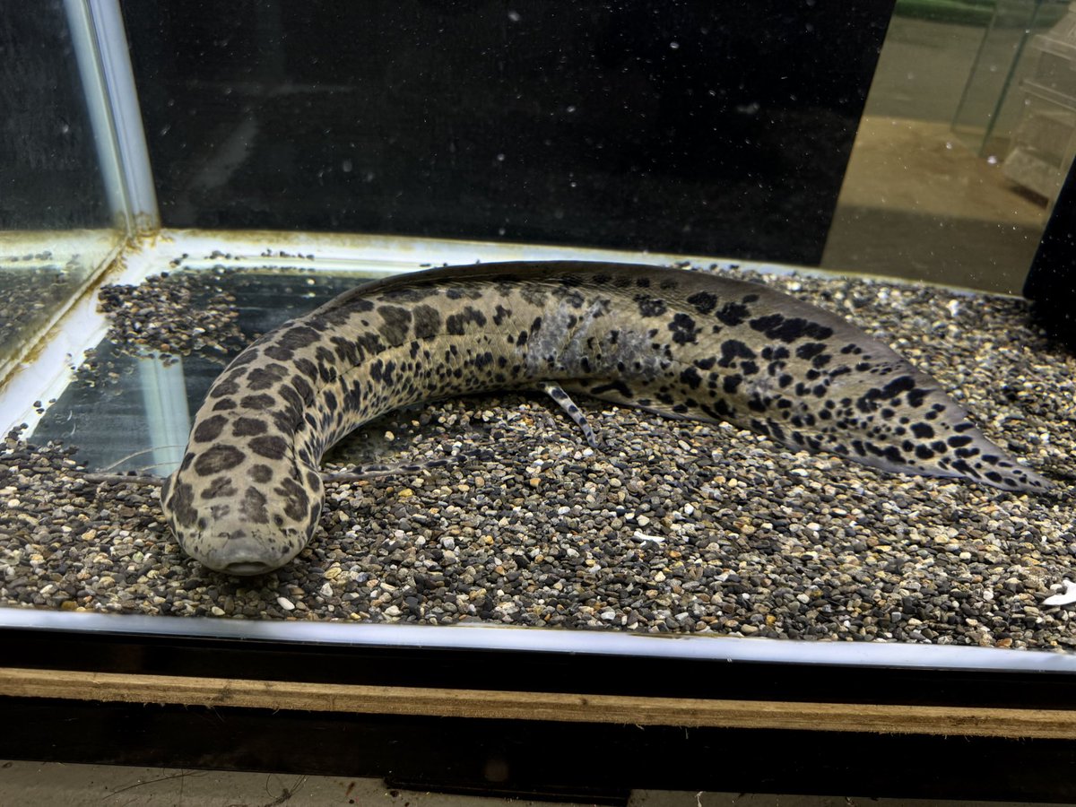 AQUASTYLEG's tweet photo. ナイジェリア直輸入便✨
プロトプテルス アネクテンス 53cm
¥22000
野生育ちの53cm!
可愛さの中にしっかり貫禄があります✨
柄がしっかりと入り地色は黄色味が強いです。
輸入によるダメージで水カビが出ていて治りましたがまだ再生中箇所ありです。
左肉鰭が二股になっています。
https://t.co/Rc3fvnhJwq
