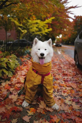 DogsNonstop tweet picture