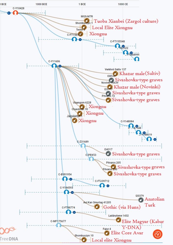 aboutadna's tweet photo. an updated ftDNA tree of Proto Xiongnu C-Y10420 (aka Y10428) and its distribution in Medieval Turkic samples. 
(Note: Sivashovka graves are Avar era burials in Pannonia that belonged to the Onoghurs) https://t.co/5SYYzxkUP9