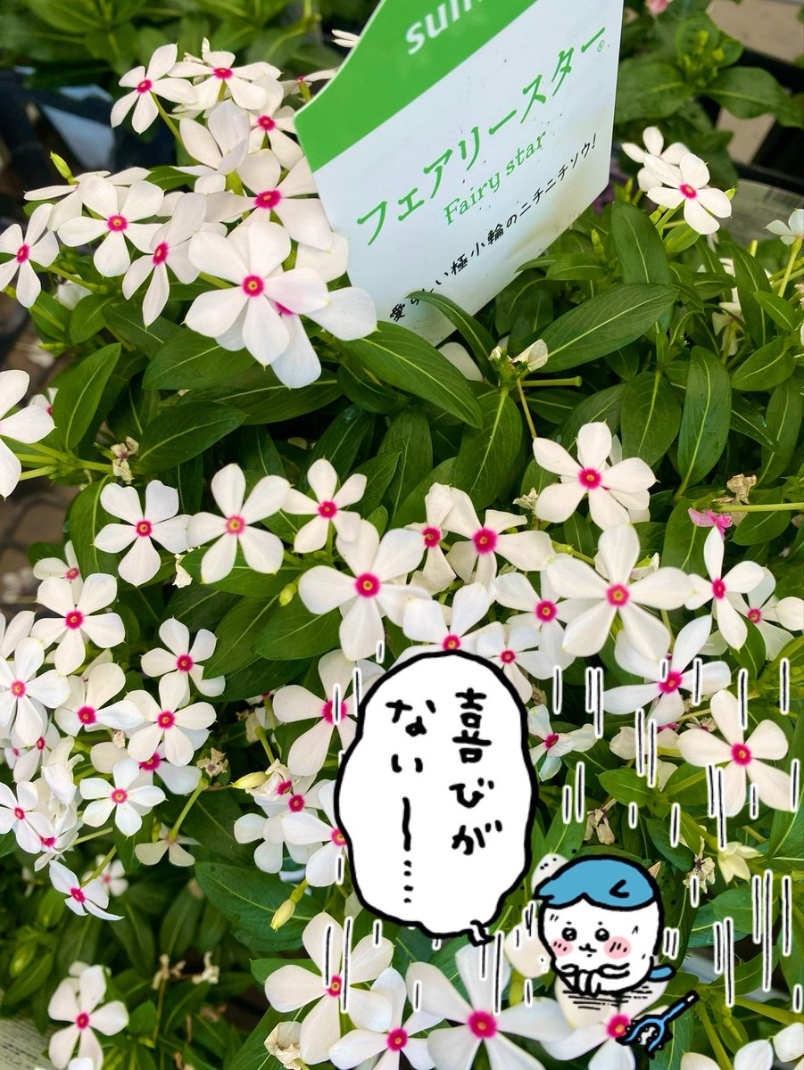 the_Chuo_Line's tweet photo. The more I wish to understand you
the more aware I become of the distance between us
Short days shifting skies and changing air can unsettle both mind and body
When the hydrangeas bloom I shall wonder whether they are arriving or departing
Purya 🐰💐 https://t.co/Wfrwlq6KWN
