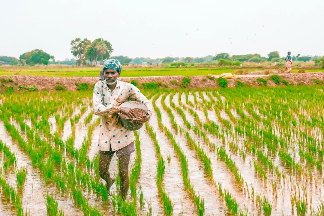 MissionAndhra's tweet photo. Andhra Pradesh strengthens sustainable agriculture 🌱

• State extends ₹62.20 Cr subsidy support for eco-friendly farming initiatives
• Distribution of 91,918 quintals of green manure seeds to farmers across Andhra Pradesh
• Initiative aimed at improving soil fertility, crop productivity and long-term farm sustainability

Investing in healthy soil for a stronger agricultural future#AndhraPradesh 

#SustainableAgriculture #Farmers #GreenFarming #Agriculture

@AKNarne @pdsdnn @straightarrow26 
@talasilavsagar @Aishwaryathiri1