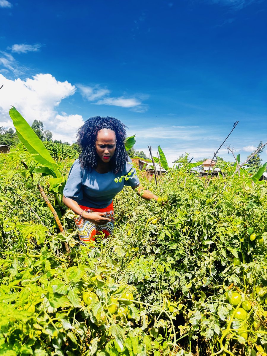 retestcom256's tweet photo. Happy new month! 🌾✨ Martyrs Day well spent touring different gardens as the harvest season draws near. 

I am incredibly proud as a farmer &amp; looking forward to a massive harvest this month.

The fields are thriving, and ready for harvest @DorynClara 
#SmartAgric 
#Croprotation https://t.co/TdUAhSfJQO