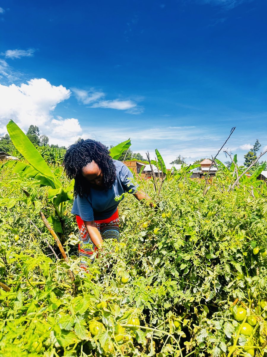 retestcom256's tweet photo. Happy new month! 🌾✨ Martyrs Day well spent touring different gardens as the harvest season draws near. 

I am incredibly proud as a farmer &amp; looking forward to a massive harvest this month.

The fields are thriving, and ready for harvest @DorynClara 
#SmartAgric 
#Croprotation https://t.co/TdUAhSfJQO