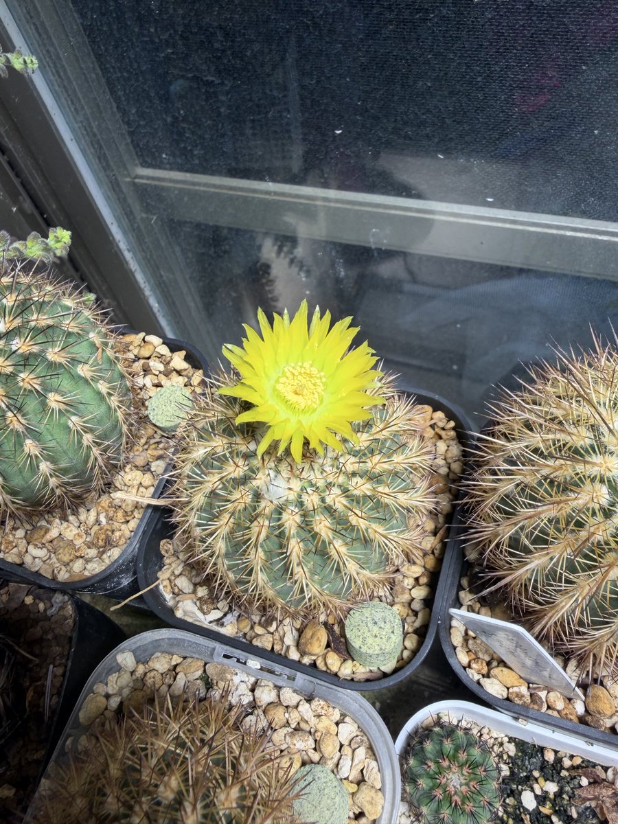 hrp14807233's tweet photo. おお、ついにイスラエンシスが開花していた。
播種から三年強といったところ https://t.co/10zZeACkzR