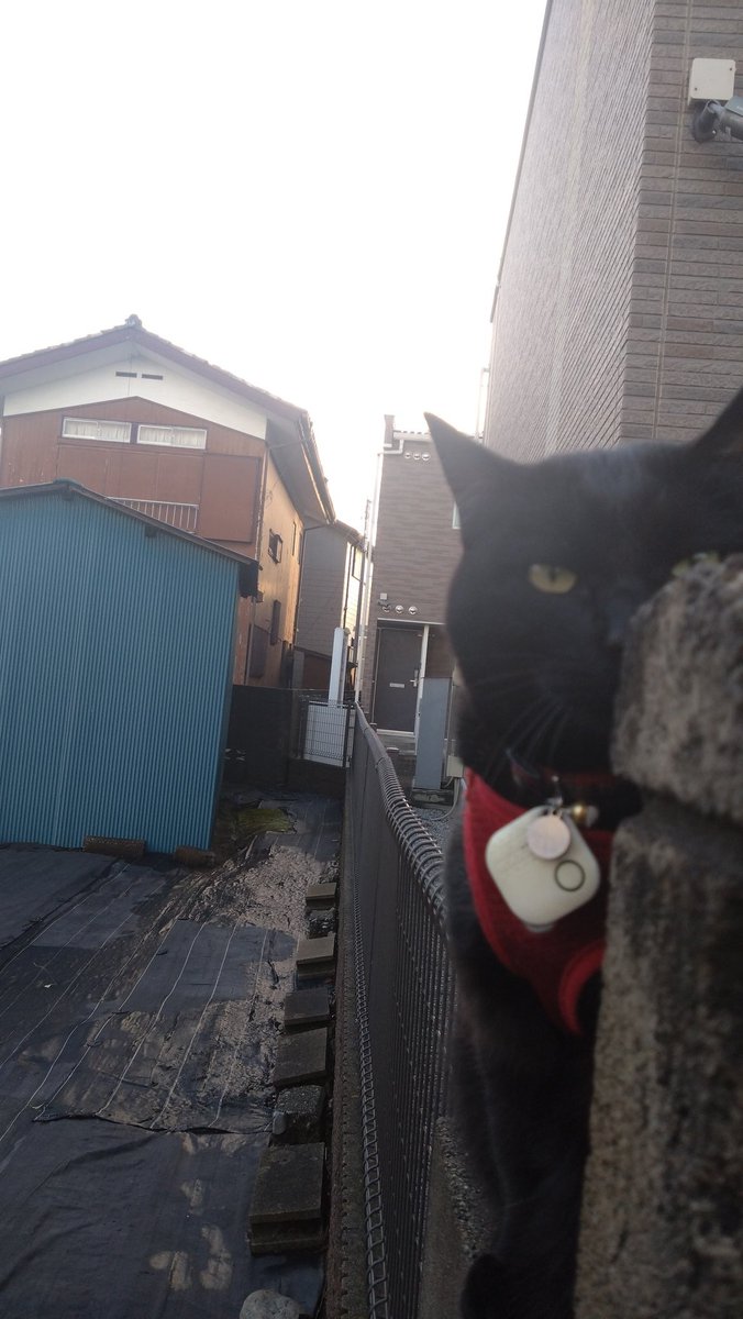 rundam's tweet photo. 今日の愉快なラムネ
#黒猫　#古本屋 https://t.co/l0wsjxIYKz