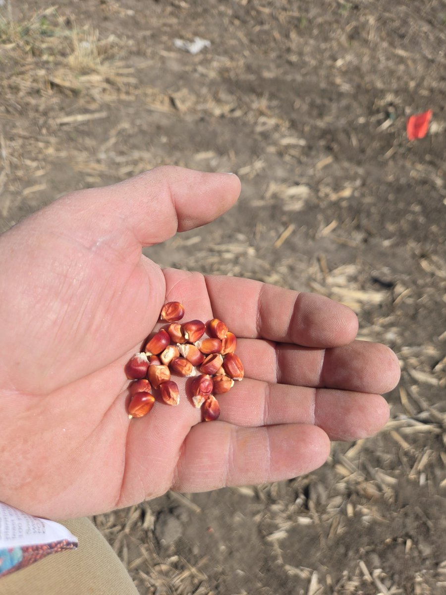 waltonagseed's tweet photo. Round 2 of the Really Old Corn plot planting.  This time its a Cherokee Gourdseed variety.  Origin pre-dates European arrival into North America.  Notice the slender kernels.  Also, another red flint variety. #reallyoldcorn https://t.co/VYtZoRmBXH