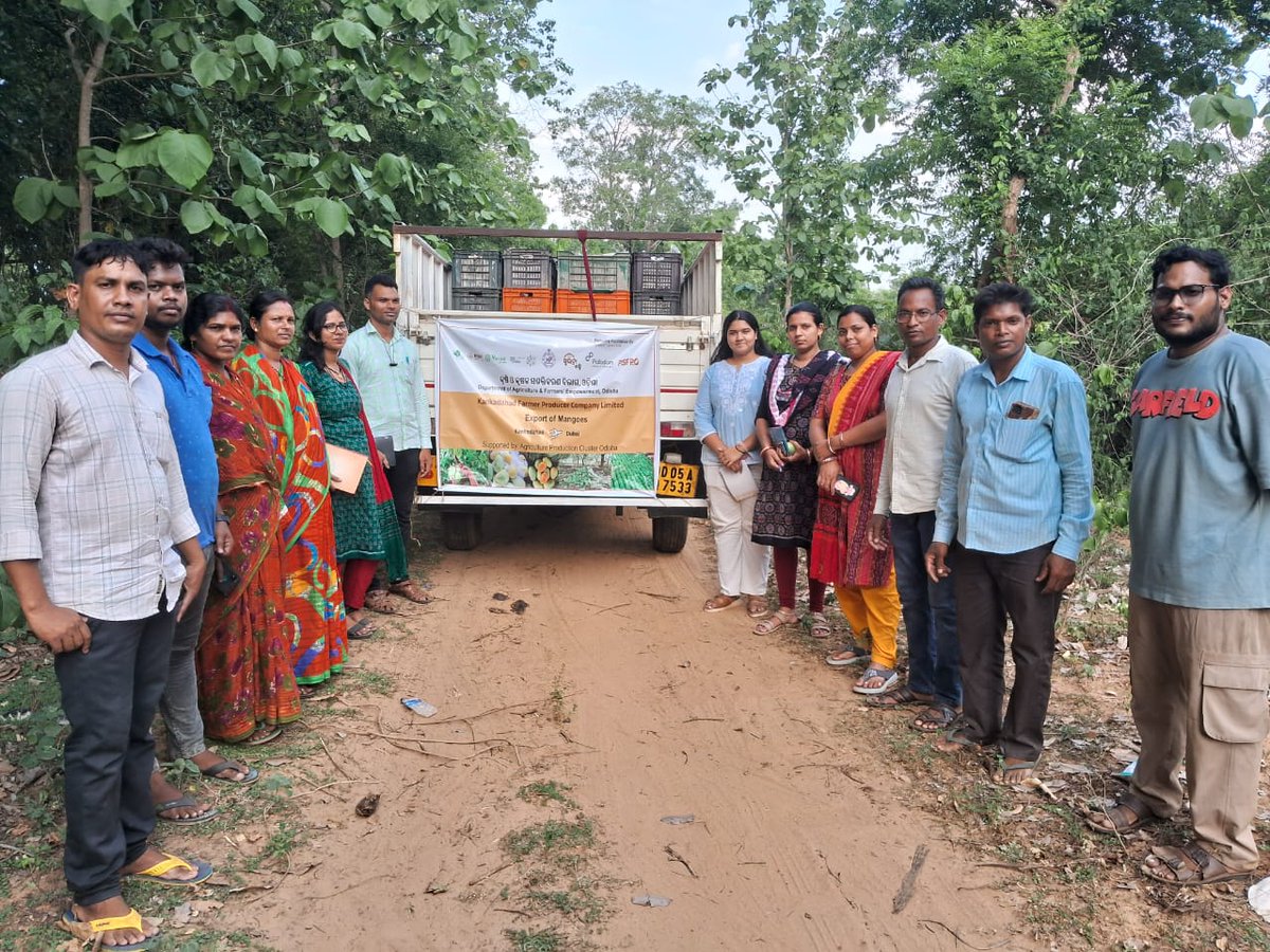 apc_program's tweet photo. Some journeys, once begun, find their own momentum.

After the successful export of 15.5 quintals of Amrapali mangoes to London, Kankadahada Farmers Producer Company Limited (KFPCL) has now exported 8.64 quintals to Dubai, marking its second international consignment this season under the APC Program.

Grown in the orchards of Kankadahada in Dhenkanal district and nurtured by women farmers, these mangoes carry the flavour of Odisha to new markets. Supported by the Department of Mission Shakti, Directorate of Horticulture, Palladium Bhubaneswar, and APC partner SHRISTI, this achievement reflects how collective effort and strong partnerships can open doors beyond borders.

For KFPCL, each consignment is a quiet reminder that when farmers grow together, even distant shores become part of their story.
@CMO_Odisha @SecyChief @IPR_Odisha @krushibibhag @Horticultureod1 @OLM_Antyoday @mission_shakti
@districtadmndkl @PalladiumImpact #SHRISTI
@BRLF_India @PRADAN_India