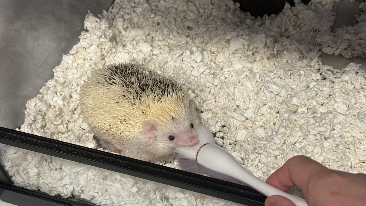 kyriospride's tweet photo. @Its_Tina_timeVO Hope tomorrow is a better day, Christina!  Here’s a picture of the hedgehogs that my wife and I own. https://t.co/LbfVsjrnBS