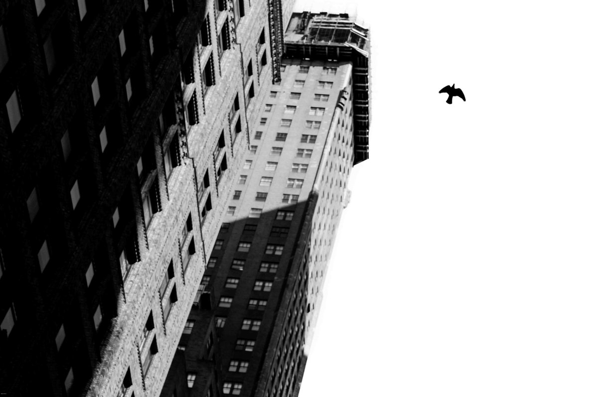 harris's tweet photo. On the wing.

#nyc #leica #bwphotography https://t.co/fruo5xmg5t