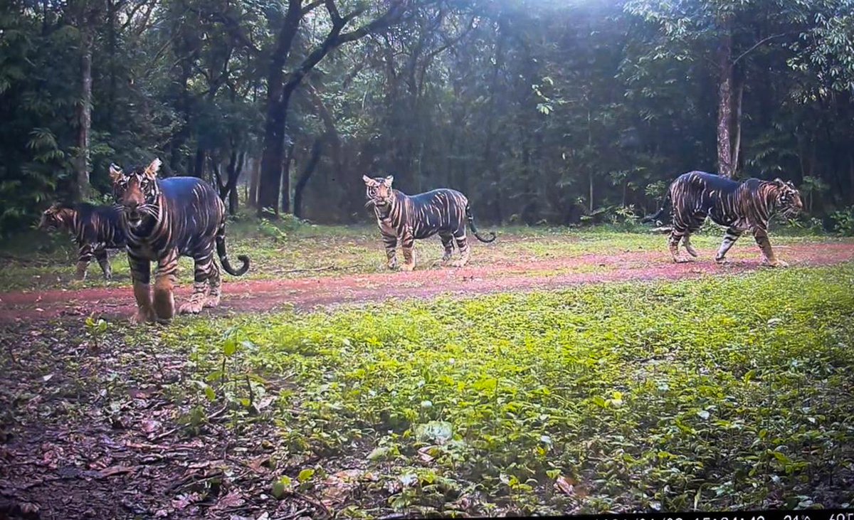 RusirajP's tweet photo. A breathtaking and exceptionally rare capture from Similipal Tiger Reserve — a melanistic tigress with her three melanistic cubs, a sight few are fortunate enough to witness. 

#incredibleindia #tiger
#Mayurbhanj #Similipal #BlackTiger #WildlifeWonder #Odisha https://t.co/cEXOZl8RC7
