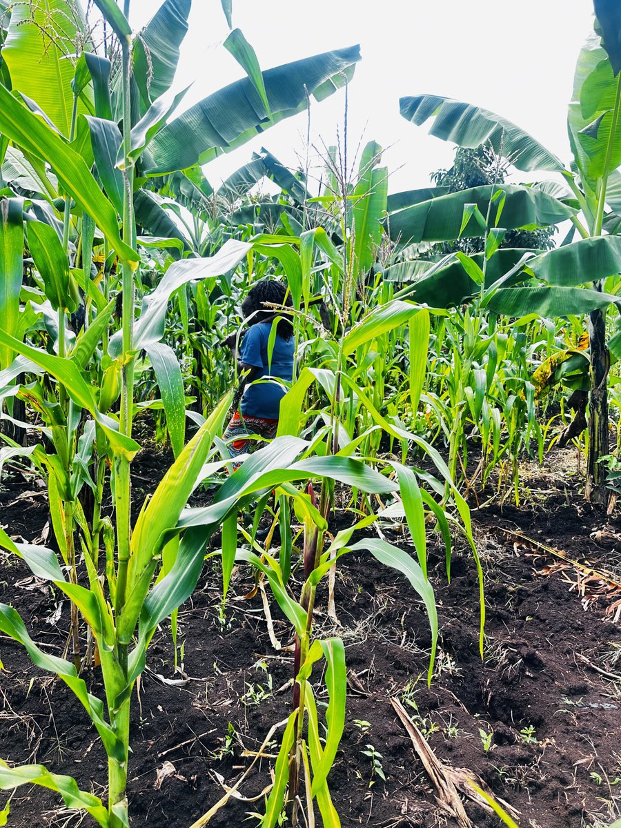 retestcom256's tweet photo. Seeing firsthand how organic mulching, and strategic crop rotation have supercharged crop resilience &amp; boosted our productivity is truly inspiring. 

These sustainable practices have completely transformed our yields 
@DorynClara 
#Sustainable farming
#SmartAgriculturePractices https://t.co/zSzia6NFaa