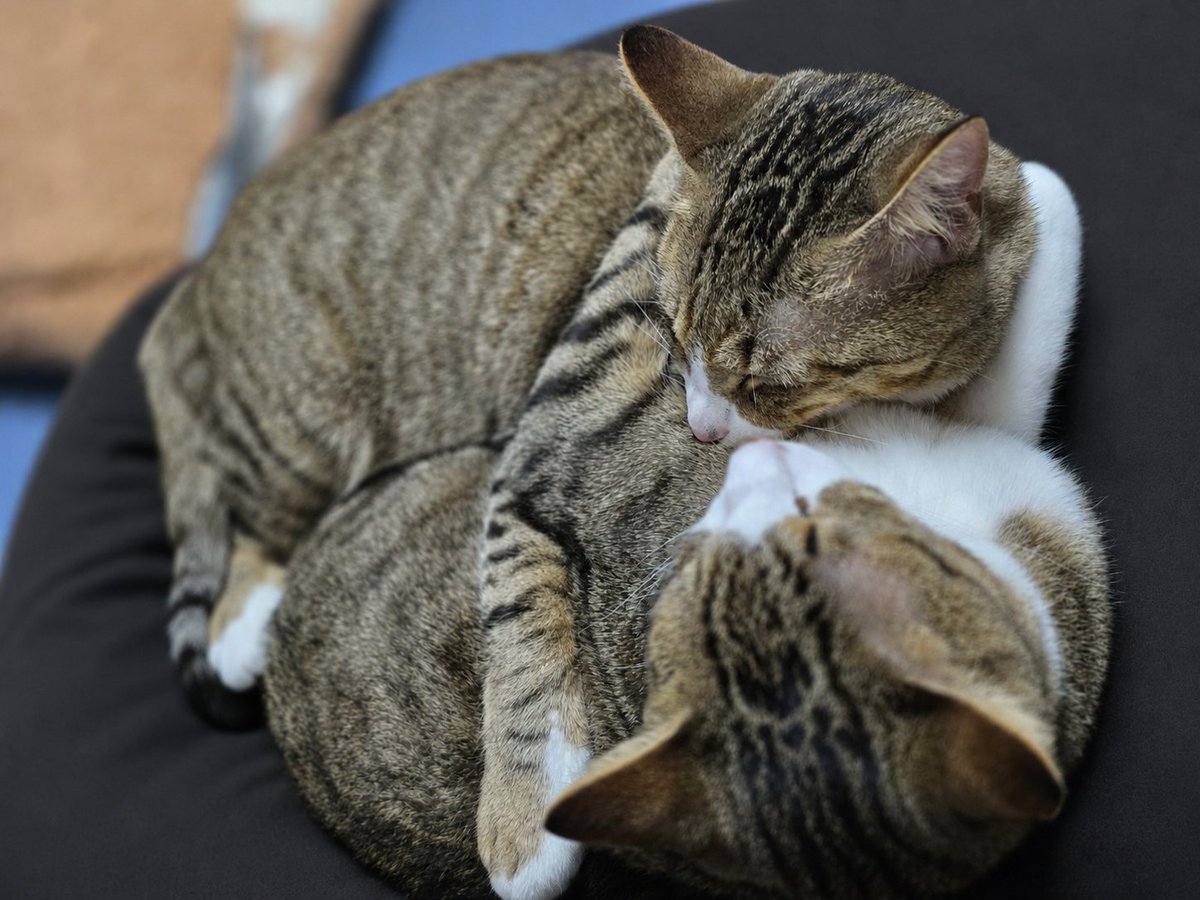 sunachich's tweet photo. 疲れたのか、抱き合ったまま寝てる(笑)

#保護猫 #里親 #兄弟猫 #キジトラ #キジシロ #猫のいる生活 #猫好きさんと繋がりたい #猫 #CAT https://t.co/t9OJncMRlF