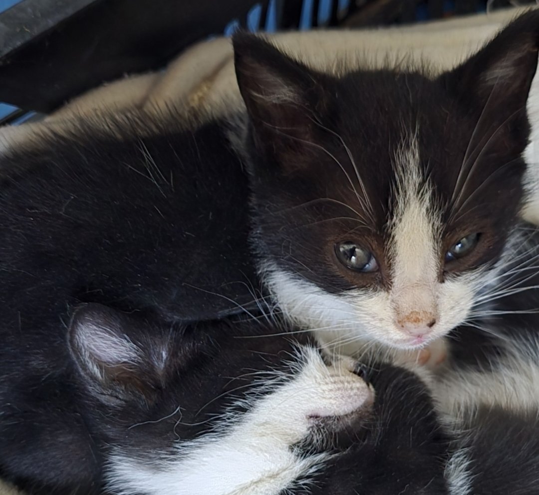 saldyard's tweet photo. La semama pasada la muerte de los 2 gatitos de la colonia Winnie y Silvestre y hoy Figaro, estoy destrozada.
Quedan 4 gatos por castrar en la colonia... Y que no haya más sufrimiento
... es tan duro... agotador... solitario... Solo somos 2 personas y se hace cuesta arriba https://t.co/h98dvZHC2U