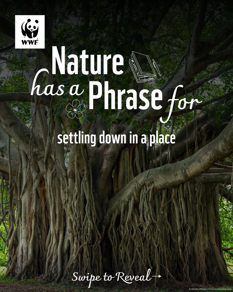 WWFINDIA's tweet photo. Nature once shaped our lives and our language. We “chased rainbows” or “barked up the wrong tree”. But a study in the journal Earth notes a decline of over 60% in nature-related words. 

Let’s bring nature back into everyday conversation—and rewild our language. https://t.co/k1ja9jgD9V