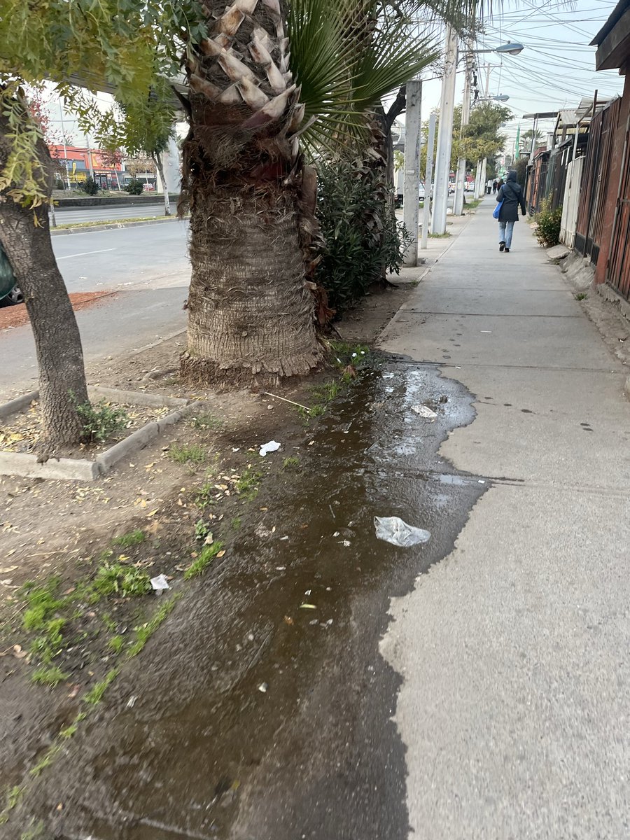 Catalina__PD's tweet photo. @MuniLaFlorida Solicito su intervención por una situación que lleva meses sin solución en Av. Vicuña Mackenna 12451. Existe acumulación permanente de agua estancada y basura generando malos olores, problemas de salubridad y riesgo para los peatones. Se agradece fiscalización https://t.co/mOE4XWwnMN
