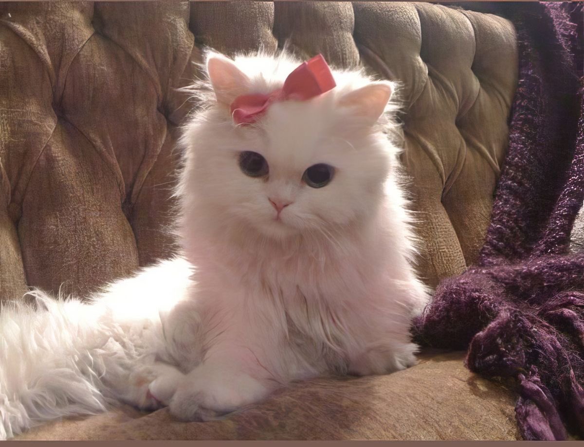 ses_cat's tweet photo. 🎀 https://t.co/aTCj1seoMm