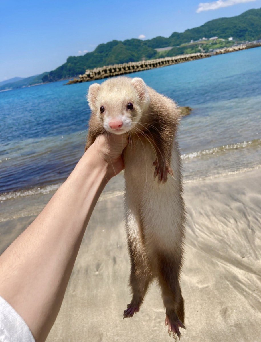 cinnamo606's tweet photo. 思い出振り返り
らいくんに出会ったのは学生時代たまたま行った県外のペットショップでした。
出会った瞬間運命を感じて即決。
でも飼うからには絶対幸せにすると決めて6年一緒に過ごしました。らいくんはうちに来て幸せだったかな。
初日から人間の側で寝る懐きようで、誰にでも甘えるいい子でした→ https://t.co/hK7ZkYd4xE