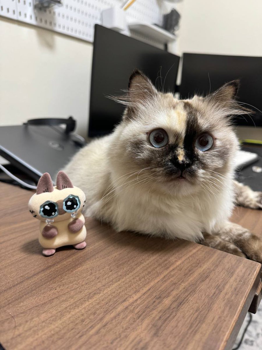 babeybison's tweet photo. mini appa https://t.co/qe2sB7Fh9B