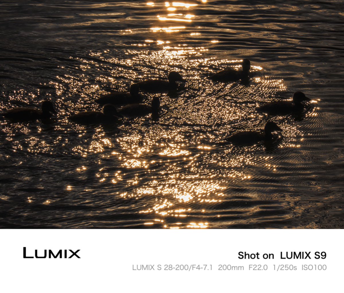 tensei_camera's tweet photo. 大阪Days📸

煌めくカルガモ✨

LUMIX labがパワーアップしてExif Flameがつけれるようになってた😳
#万代池公園 #lumix https://t.co/pHXLnYY687