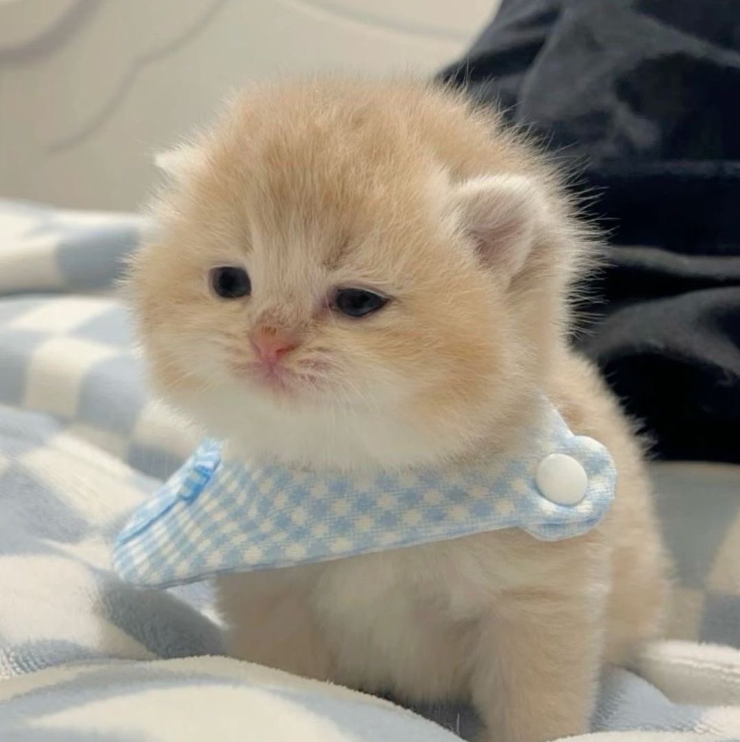 tinytetaez's tweet photo. เหมือนแมวอ้วม ๆ กิมนมม่ายอิ่มก็ทำหน้ายู่ ตาอ้อน ๆ ขอกิมเพิ่มน้า 🥺🥺🥺🥺 https://t.co/aQSWFbr6N8