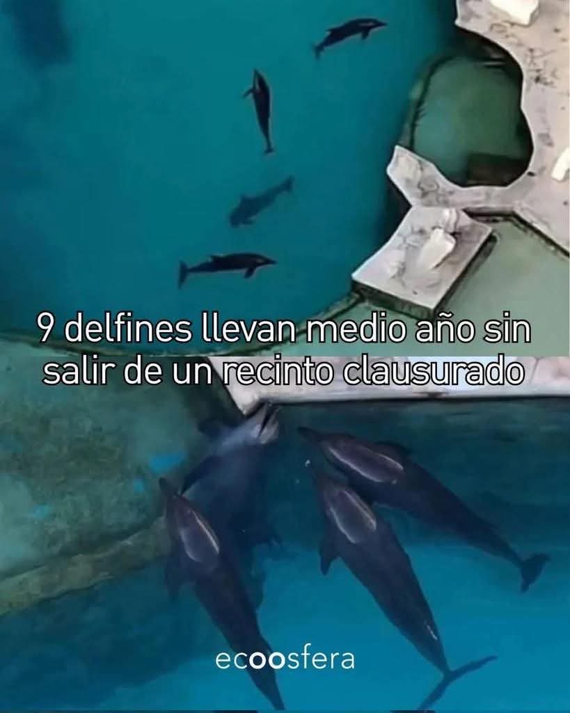 Oceanican tweet media