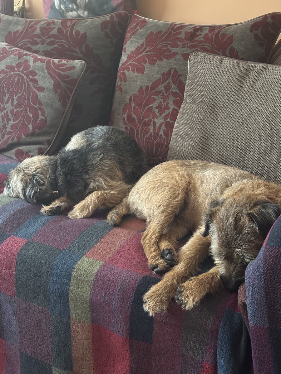 ChunktheBT's tweet photo. If Dad thinks we’re asleep we won’t have to go out in the rain https://t.co/BGGErHmEFL
